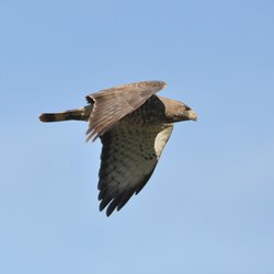 Buzzard