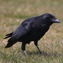 Carrion Crow