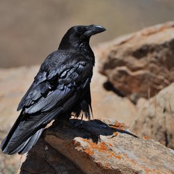 Raven