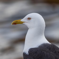 Great Black-backed Gull
