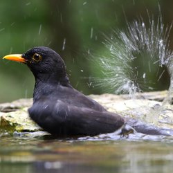 Blackbird