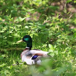 Mallard