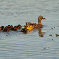 Mallard