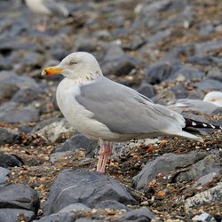 Herring Gull