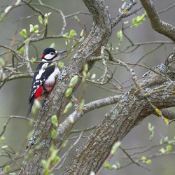 Great Spotted Woodpecker