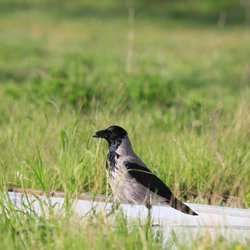 Hooded crow