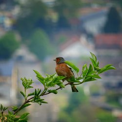 Chaffinch