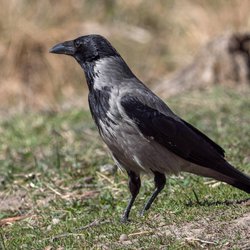 Hooded crow