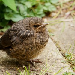 Blackbird