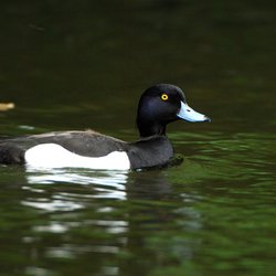 Tufted Duck