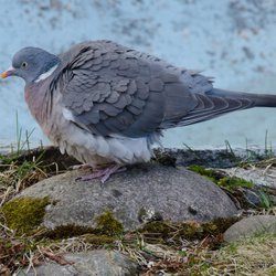 Woodpigeon