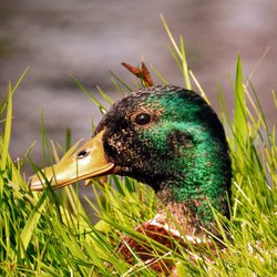 Mallard
