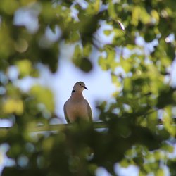 Collared-dove