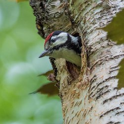 Great Spotted Woodpecker