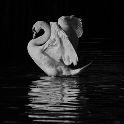 Mute Swan