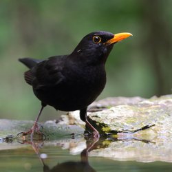 Blackbird