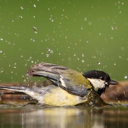 Great Tit