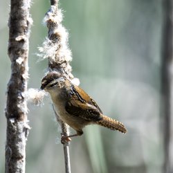 Northern Wren