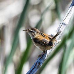Northern Wren