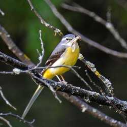Grey Wagtail