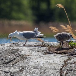 Common Gull