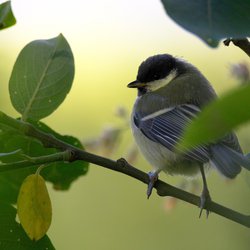 Great Tit