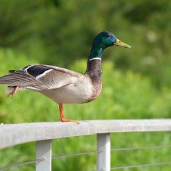 Mallard