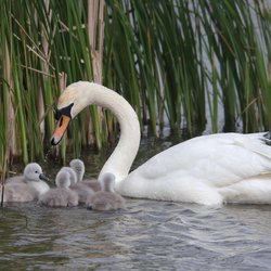 Mute Swan