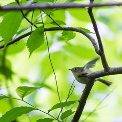 Goldcrest