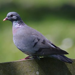 Stock Dove