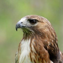 Buzzard