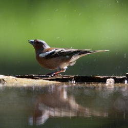 Chaffinch
