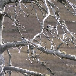 White Wagtail