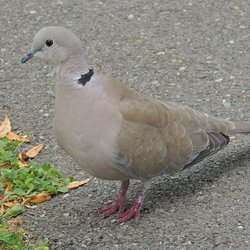Collared-dove