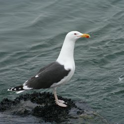 Great Black-backed Gull