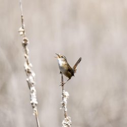 Northern Wren