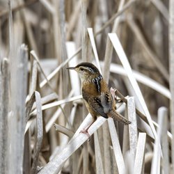 Northern Wren