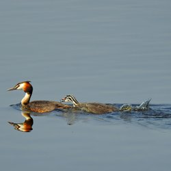 Great Crested Grebe