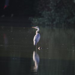 Grey Heron