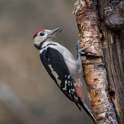 Lesser Spotted Woodpecker