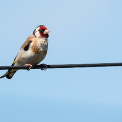 Goldfinch