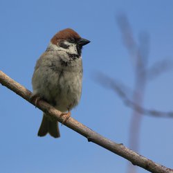 Tree Sparrow