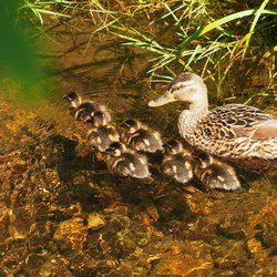 Mallard