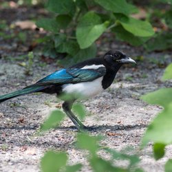 Magpie