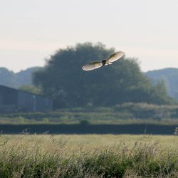 Barn-owl