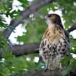 Buzzard