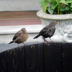 Blackbird