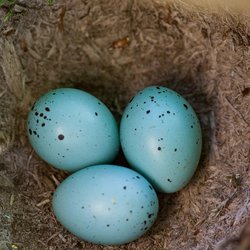 Song Thrush