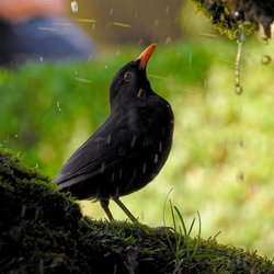 Blackbird