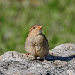 House Sparrow